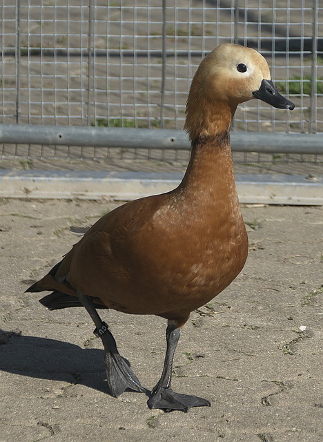 重要举措